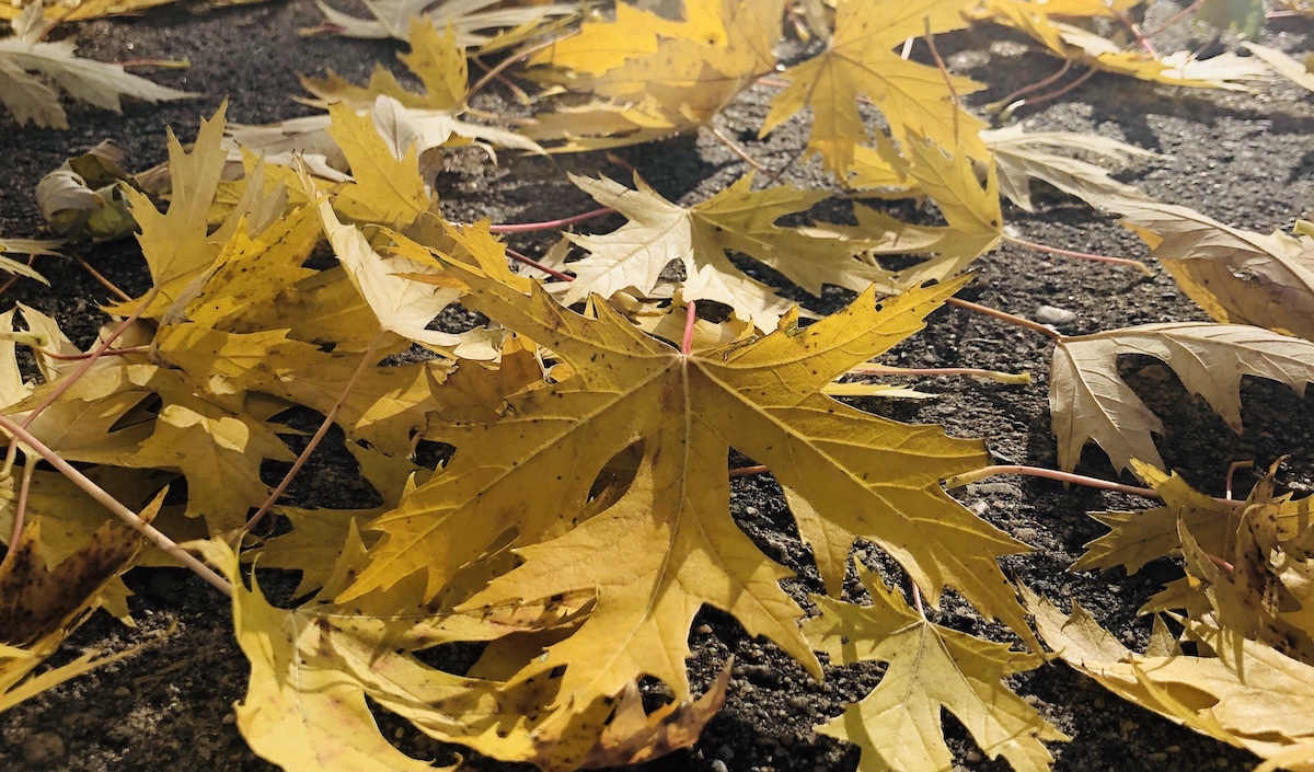 Photo of fallen maple leaves
